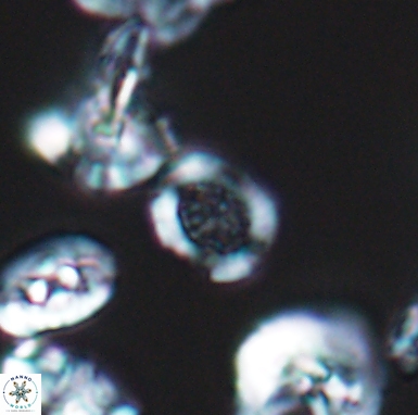 Allemanites scutulatus 12404