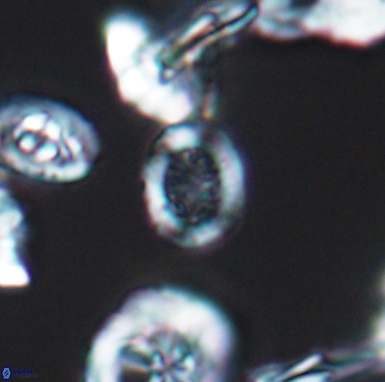 Allemanites scutulatus 12406