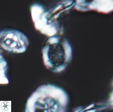 Allemanites scutulatus 12406