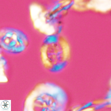 Allemanites scutulatus 12407