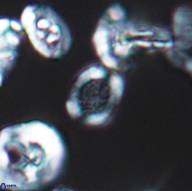 Allemanites scutulatus 12408