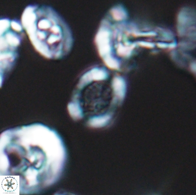 Allemanites scutulatus 12408