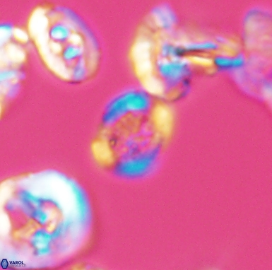 Allemanites scutulatus 12409