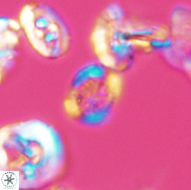 Allemanites scutulatus 12409