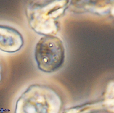 Allemanites scutulatus 12410