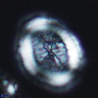 Allemanites striatus 7816