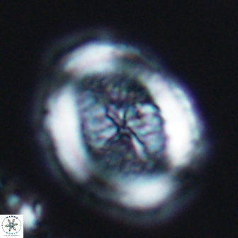 Allemanites striatus 7816