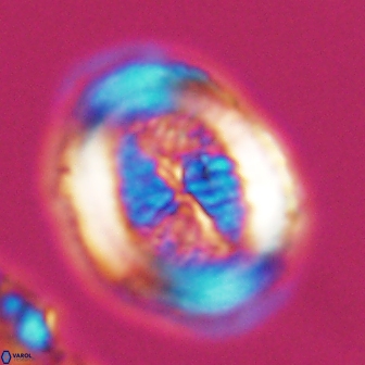 Allemanites striatus 7817