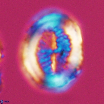 Allemanites striatus 7818