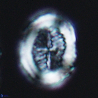 Allemanites striatus 7819