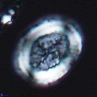 Allemanites striatus 7820