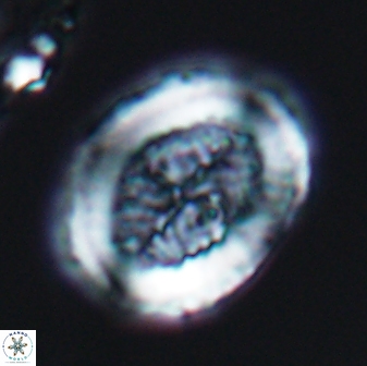 Allemanites striatus 7820