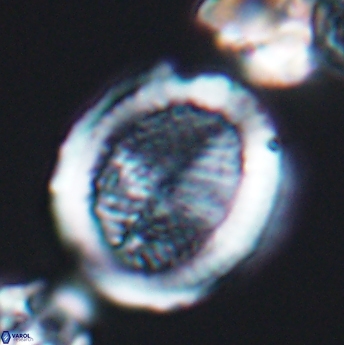 Allemanites striatus 8004