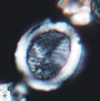 Allemanites striatus 8004