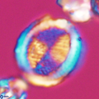 Allemanites striatus 8005