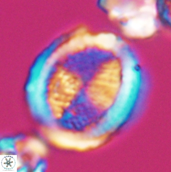 Allemanites striatus 8005