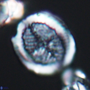 Allemanites striatus 8000