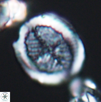 Allemanites striatus 8000