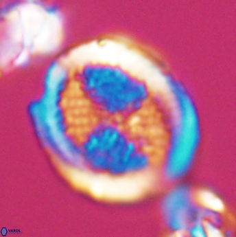 Allemanites striatus 8001