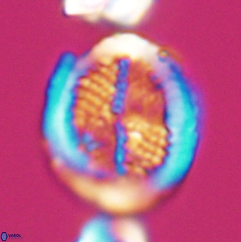 Allemanites striatus 8002