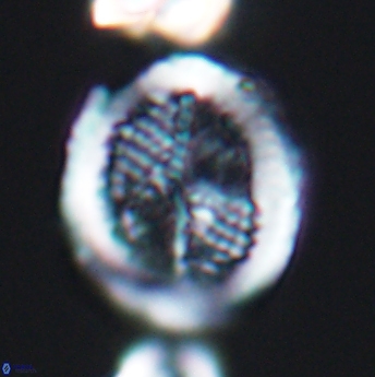 Allemanites striatus 8003