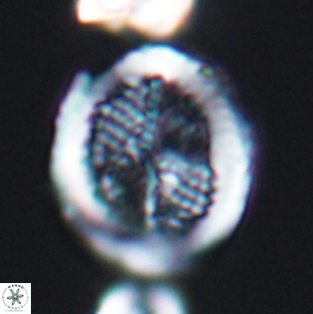 Allemanites striatus 8003