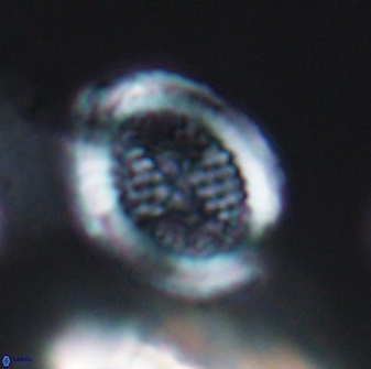 Allemanites striatus 8888