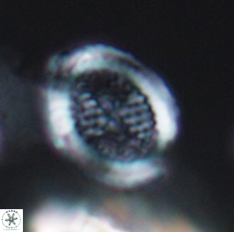 Allemanites striatus 8888
