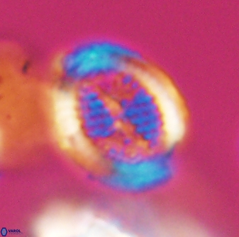 Allemanites striatus 8889