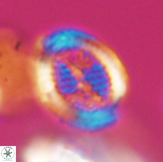 Allemanites striatus 8889