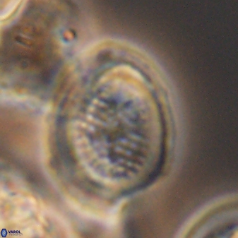 Allemanites striatus 8894