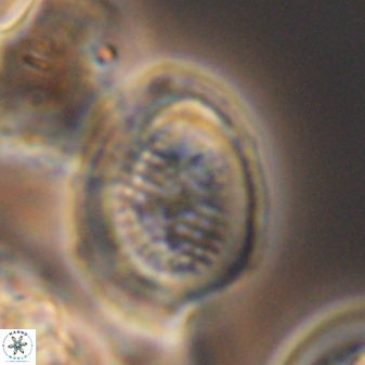 Allemanites striatus 8894