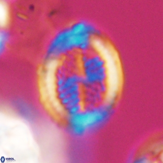 Allemanites striatus 8890