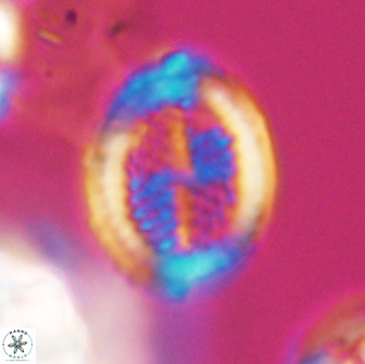 Allemanites striatus 8890