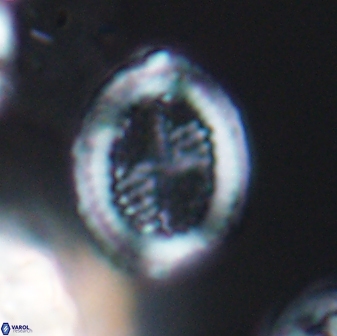 Allemanites striatus 8891