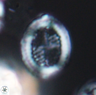 Allemanites striatus 8891