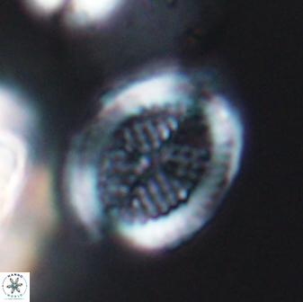 Allemanites striatus 8892