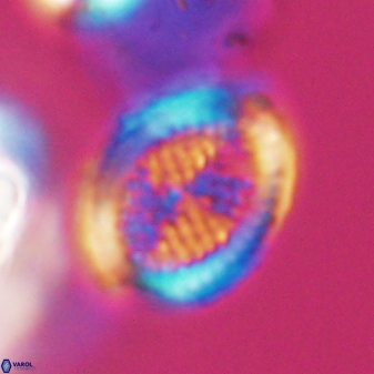 Allemanites striatus 8893