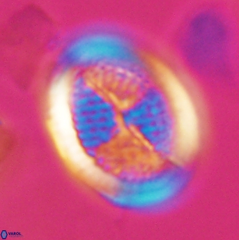 Allemanites striatus 9216