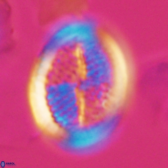 Allemanites striatus 9217