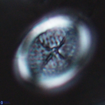 Allemanites striatus 9219