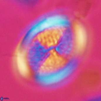 Allemanites striatus 9220