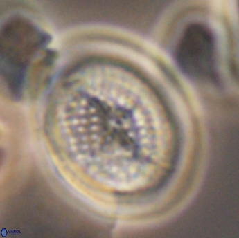 Allemanites striatus 9221