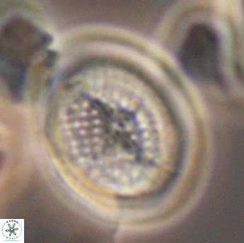 Allemanites striatus 9221