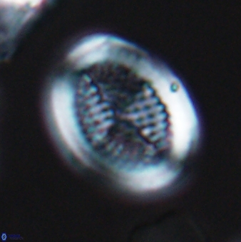 Allemanites striatus 9545