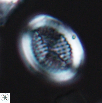 Allemanites striatus 9545