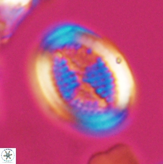 Allemanites striatus 9546