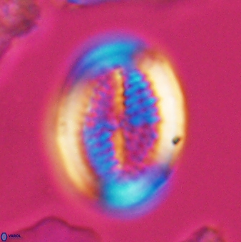 Allemanites striatus 9547