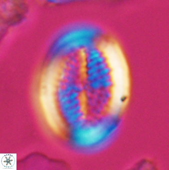 Allemanites striatus 9547