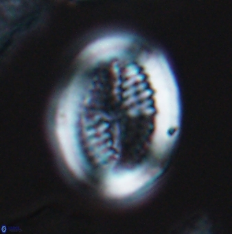 Allemanites striatus 9548